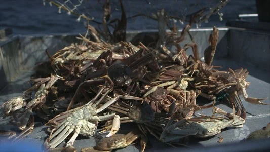 Crab Fishery