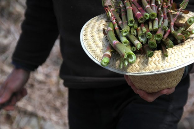 Japanese-Knotwood-Quiche