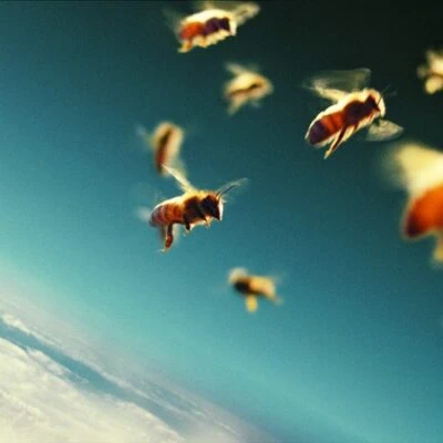 More Than Honey