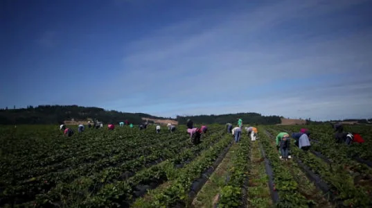 The Berry Picker