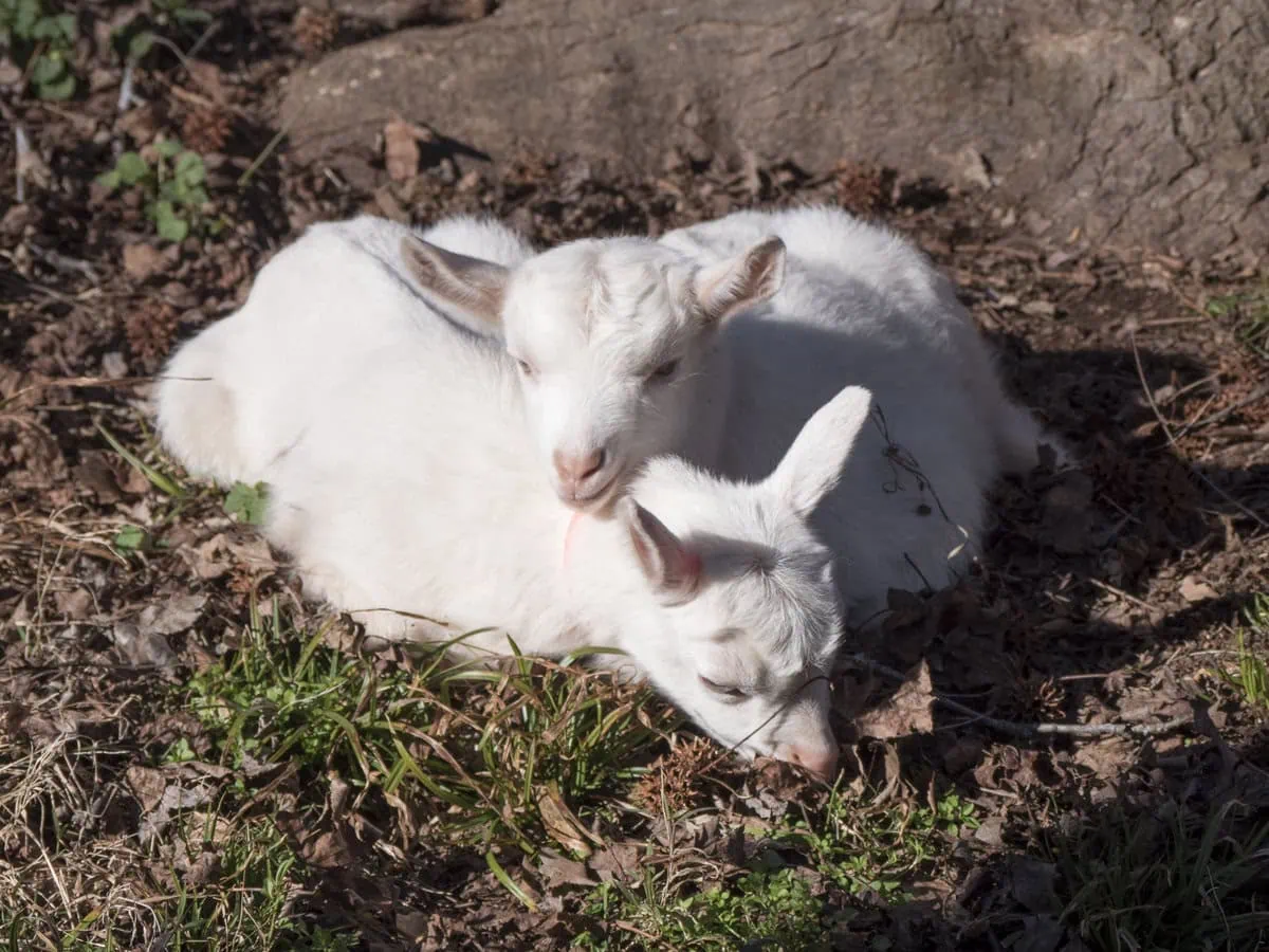 rsz_happy_goats_happy_cheese