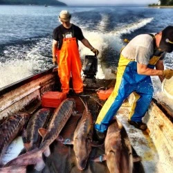 Sturgeon Nose-to-Tail Workshop & Sturgeon Technical Handbook Launch