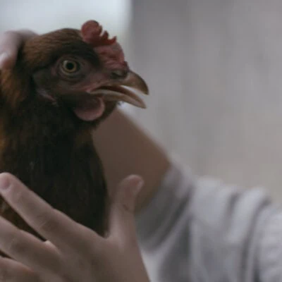 Hangry for More Drama (Shorts Film Program)
