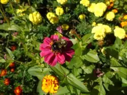 bees-of-the-valley