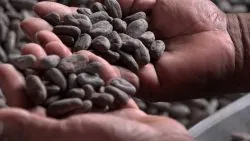 el-cacao