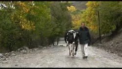 holy-cow