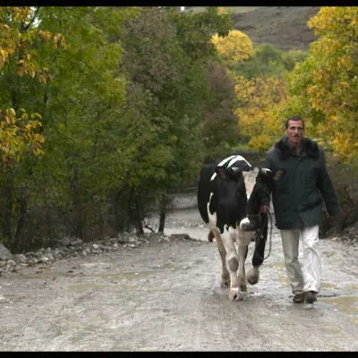 Holy Cow w/The Meadow
