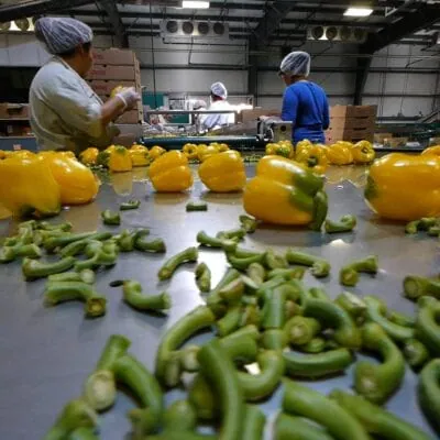 Migrant Dreams w/Farmed with Love
