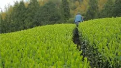 naturali-tea