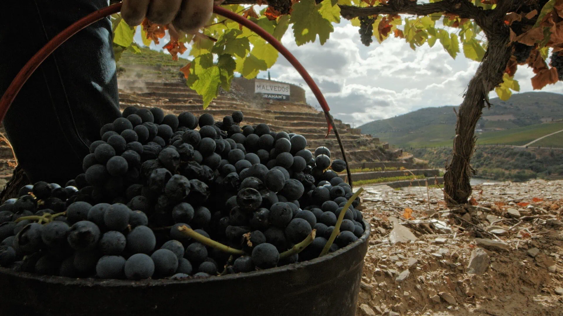 Port Tasting Workshop with Bishop's Cellar