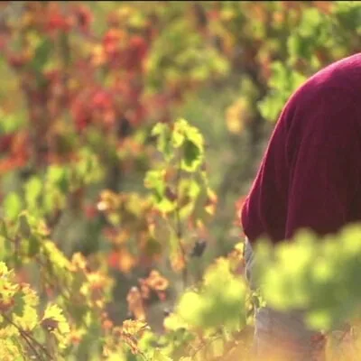 Dreaming of Wine w/Somm State of Mind