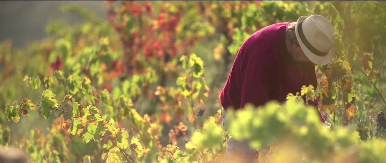 Dreaming of Wine w/Somm State of Mind