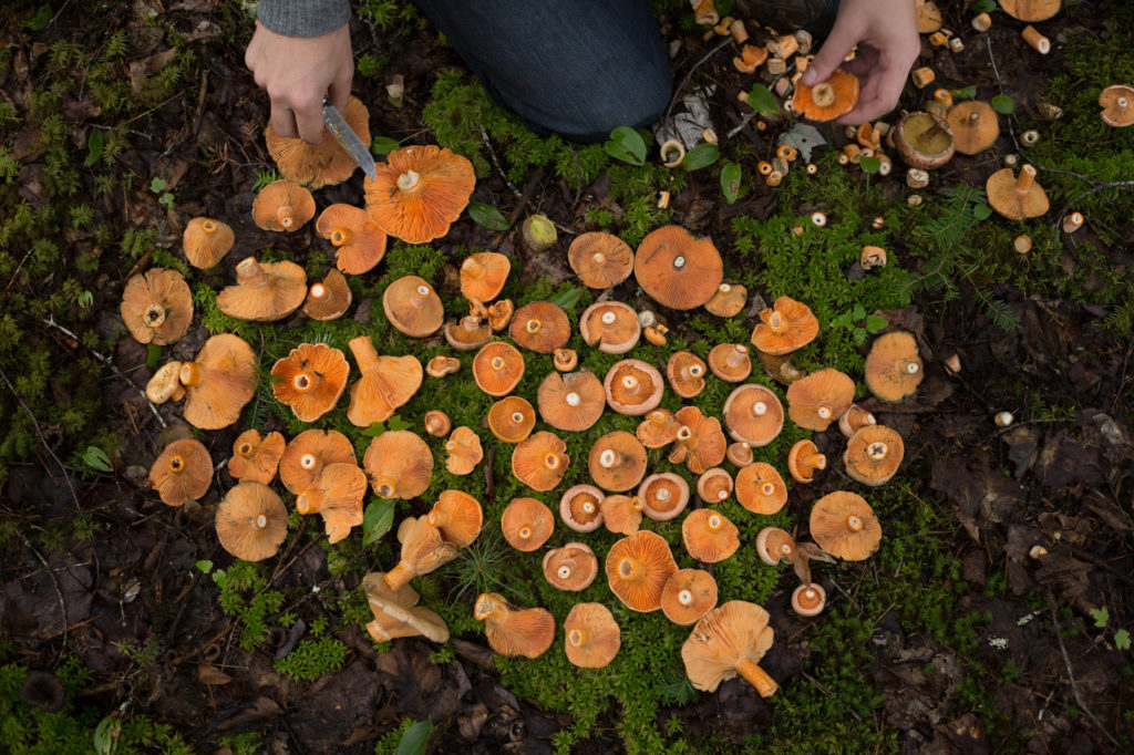 Late Fall Mushroom Hunt