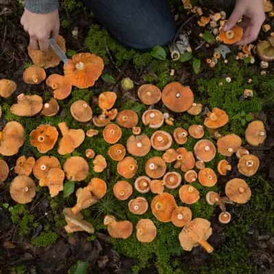 Late Fall Mushroom Hunt with Brendon Zissou