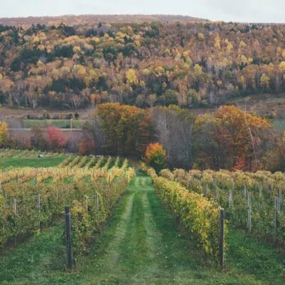 Beyond Terroir