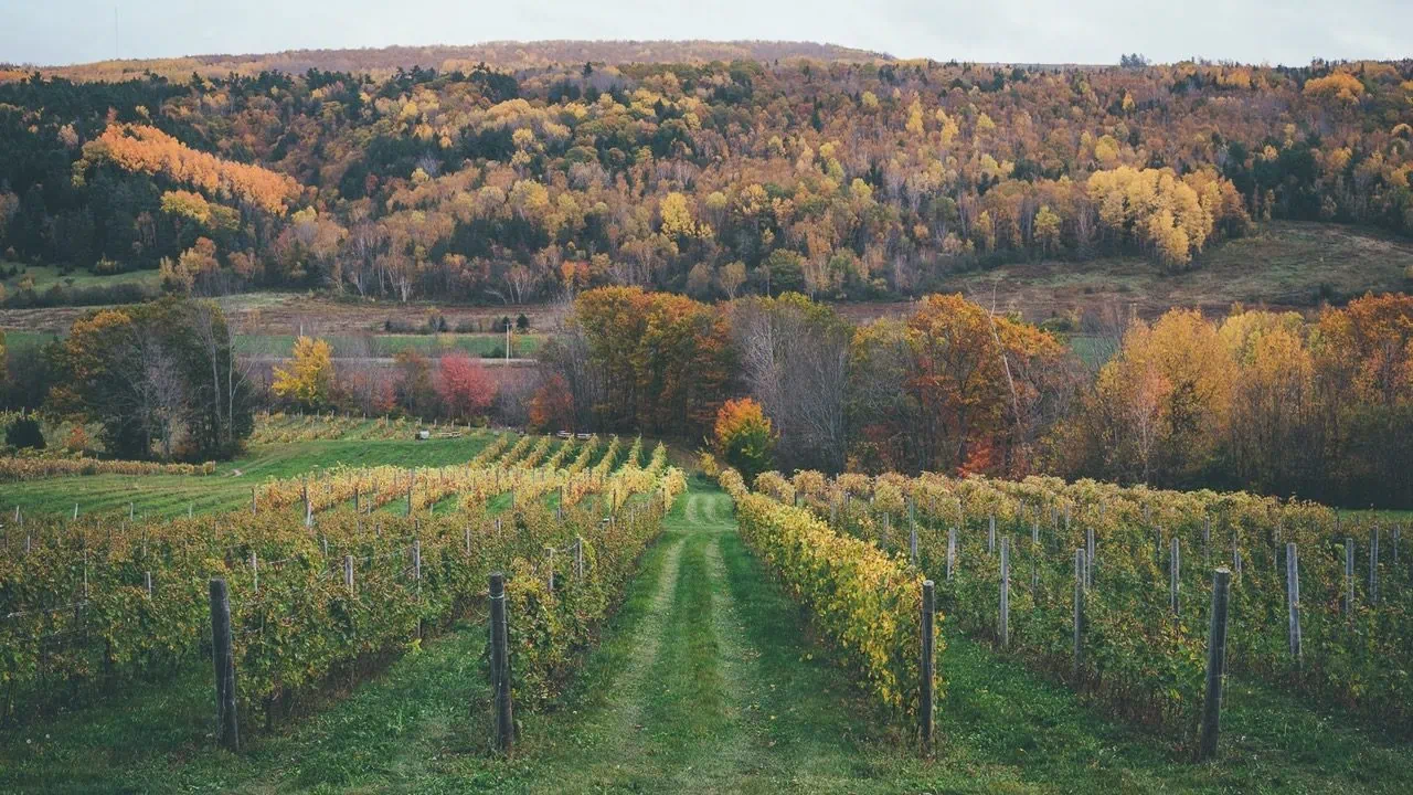 Beyond Terroir
