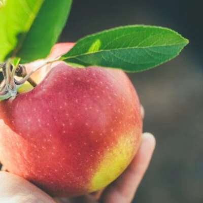 The Everything Apple Express