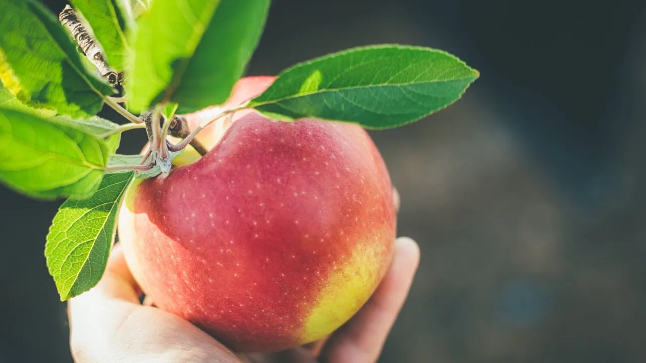 The Everything Apple Express cropped
