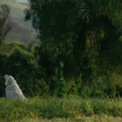 Closing Gala: The Biggest Little Farm  w/Distance- Short Stories About Food