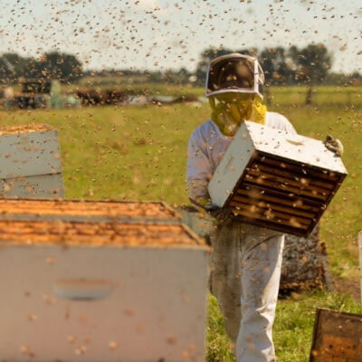 The Scotiabank Big Picture Program: The Pollinators w/BZZZ