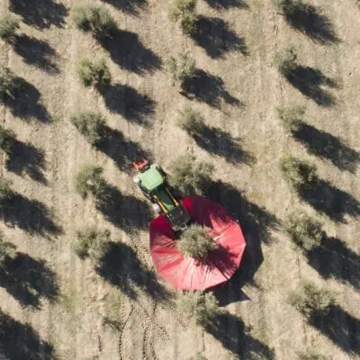Virgin & Extra: The Land of Olive Oil w/Tomatoes