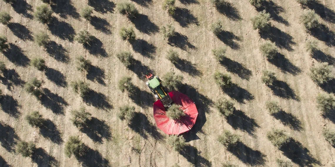 Virgin & Extra: The Land of Olive Oil w/Tomatoes
