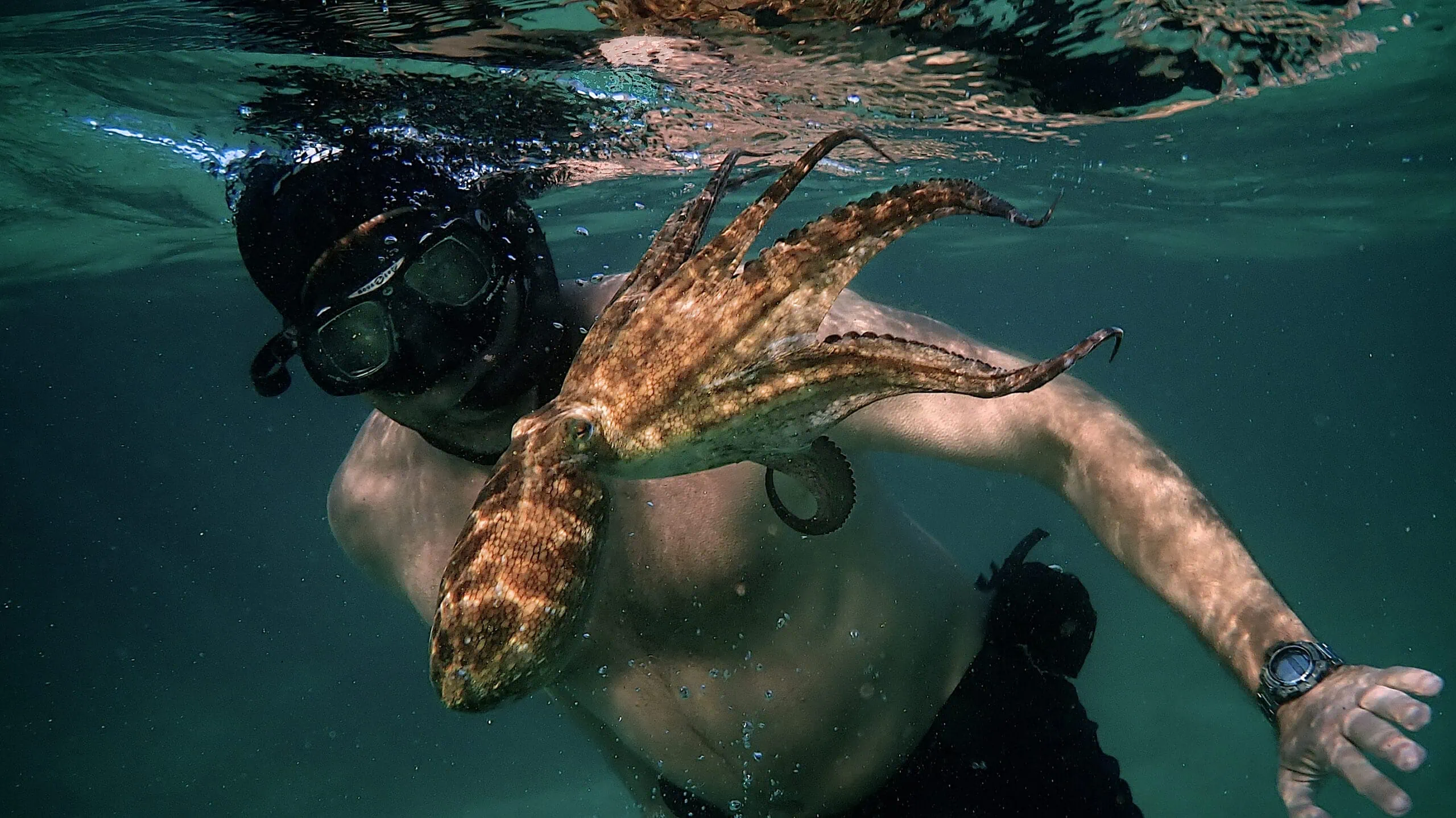 My Octopus Teacher w/Lucien's Happiness - IN PERSON