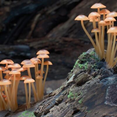 The Big Picture Program: Fungi: Web of Life (Screening & Cooking Class)