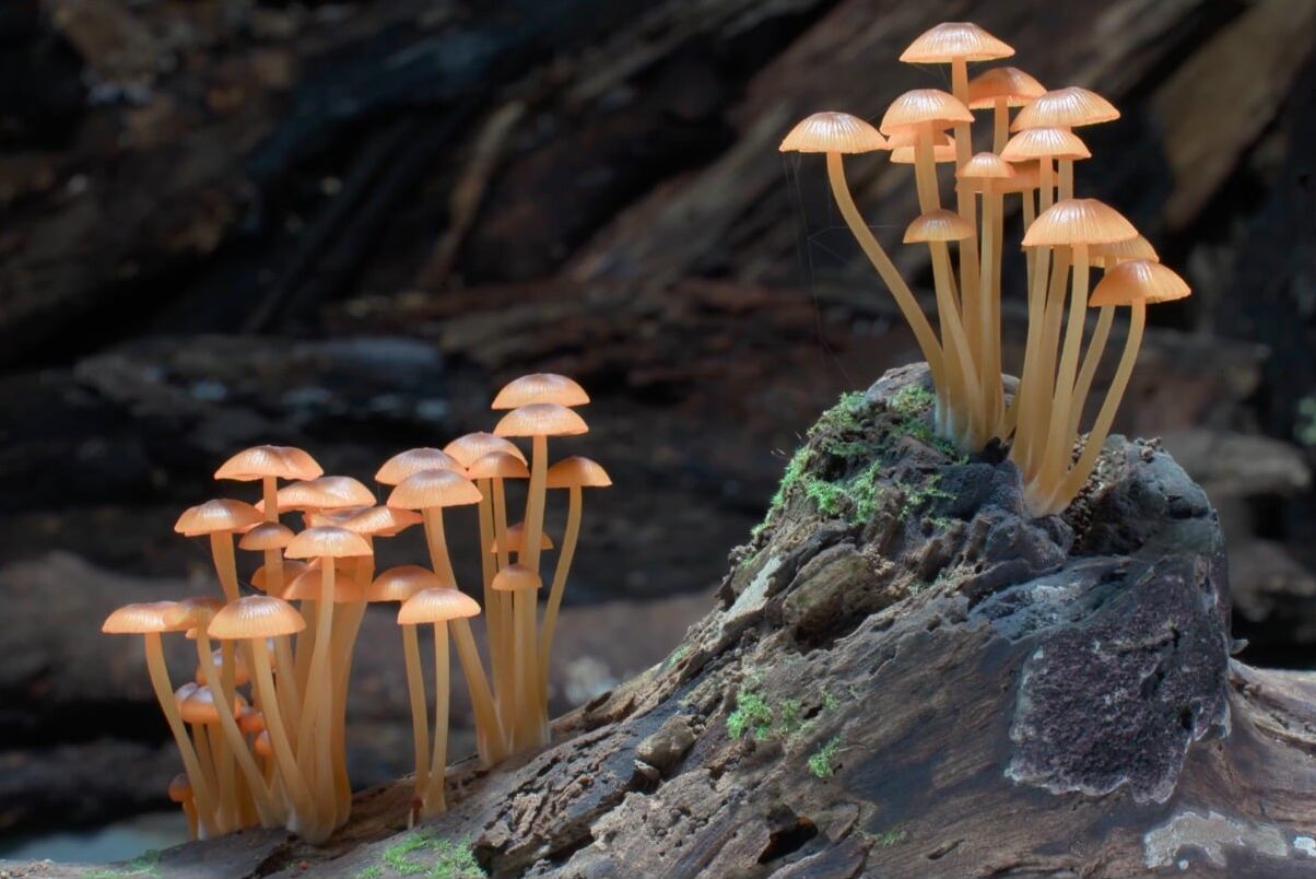 Fungi Web of Life