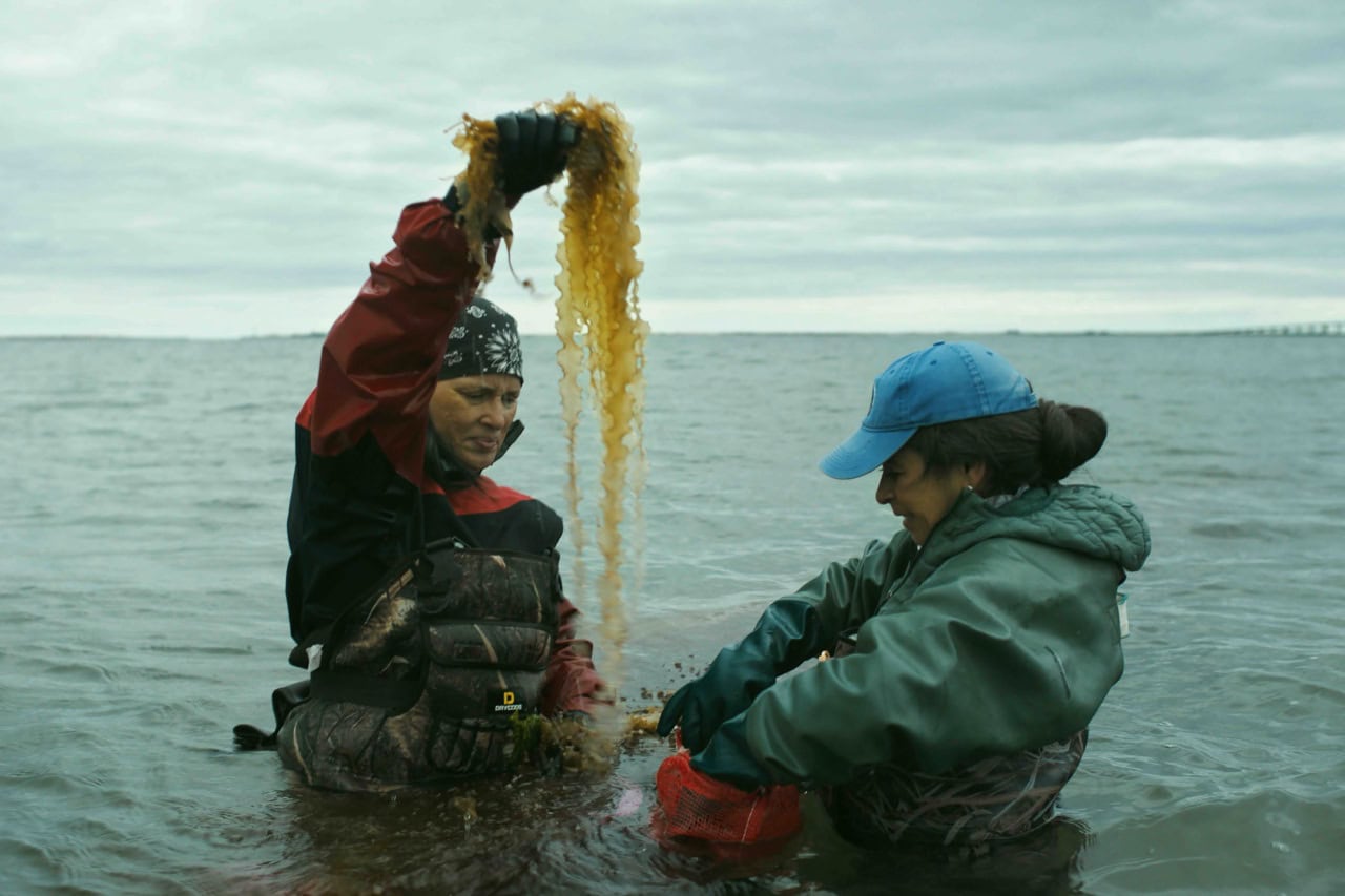 Seaweed Stories