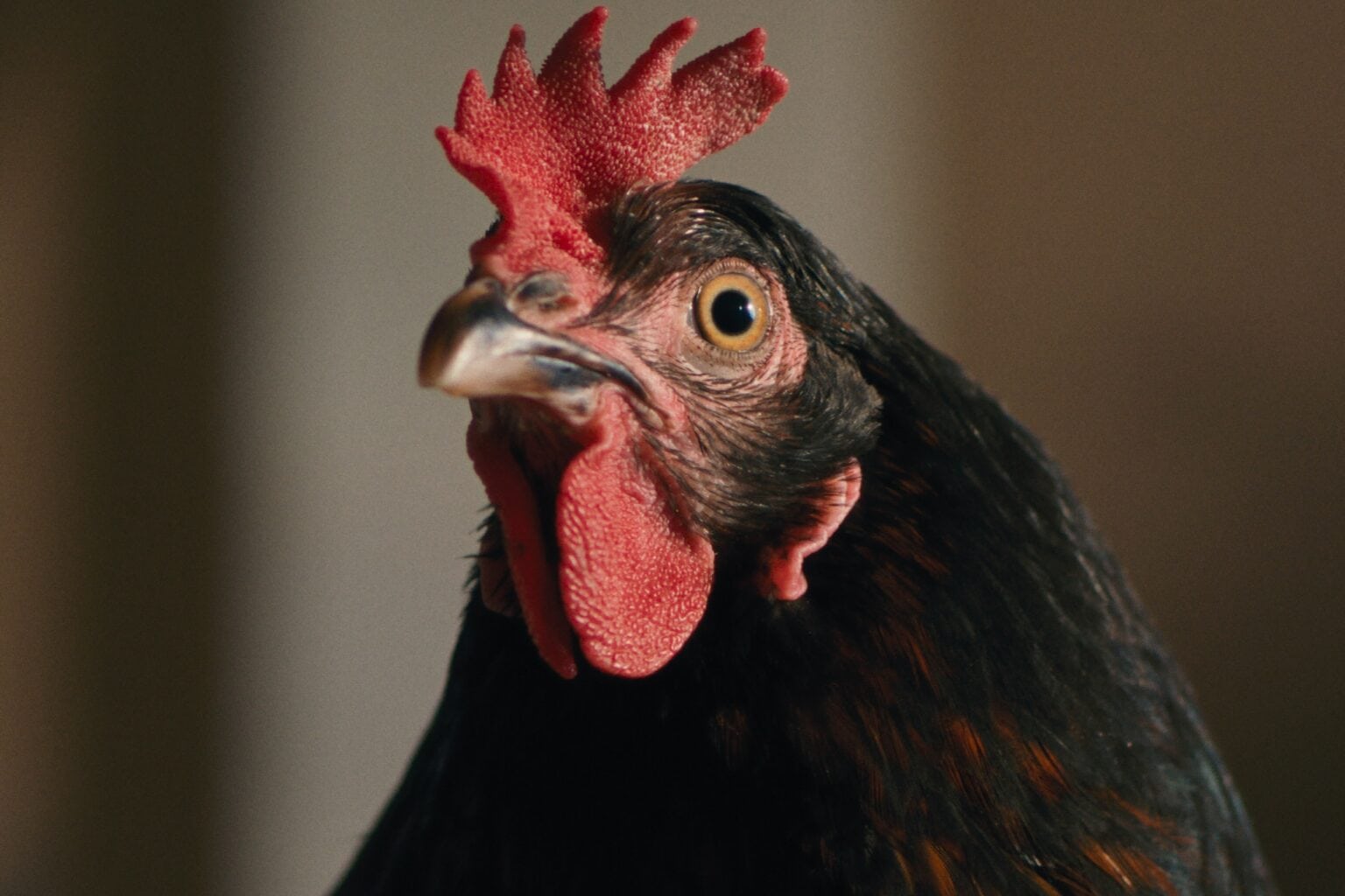 Hen
