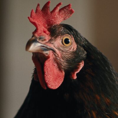 Closing Gala Film: Hen w/Check Please