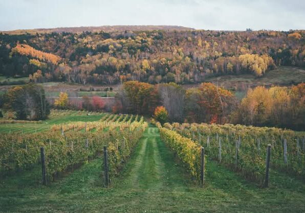 Benjamin Bridge Vineyards-Credit Phototype 2 Benjamin Bridge Vineyards-Credit Phototype 2