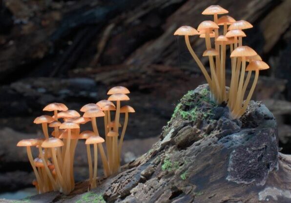 Fungi Web of Life